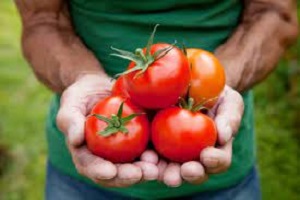 Health Benefits of Tomatoes for Men
