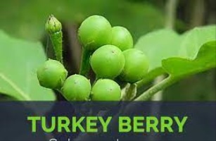 Turkey Berry and Fertility