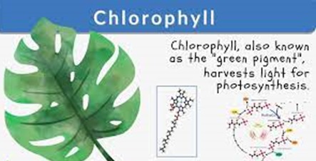 Chlorophyll