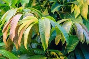 Disadvantages of Mango Leaves