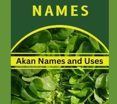Names of Herbs in Twi and Uses