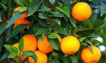 Orange Leaf Medicinal Uses