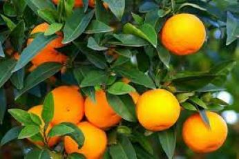 Orange Leaf Medicinal Uses