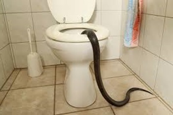Can snakes come up the toilet