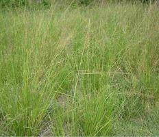 Stubborn Grass Health Benefits