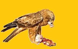 Can You Feed a Hawk Raw Chicken?