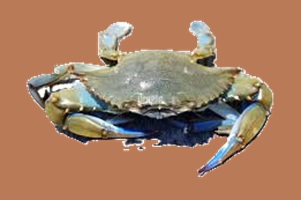 Crab for Male