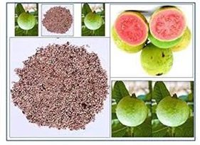 Guava Seeds