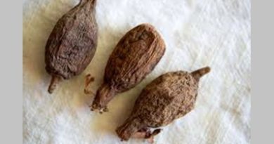 Alligator Pepper